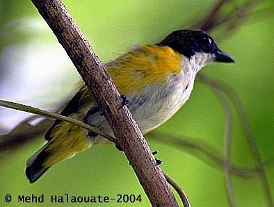 Yellow-sided Flowerpecker - ML731429