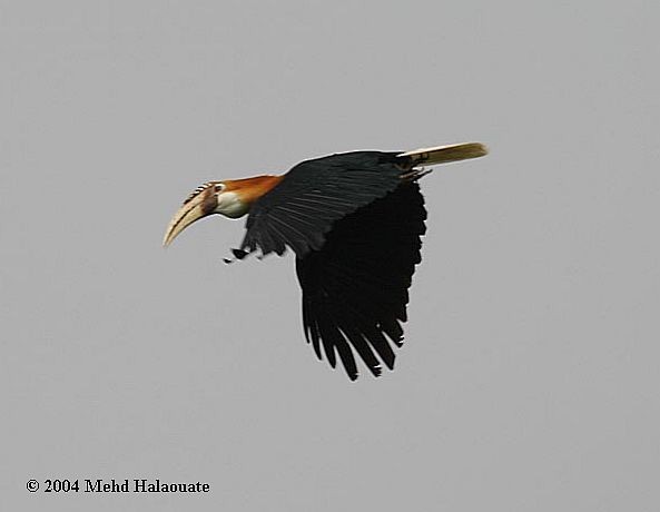 Blyth's Hornbill - ML731430