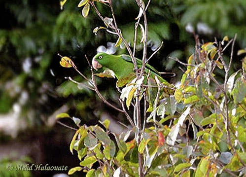 Azure-rumped Parrot - Mehd Halaouate
