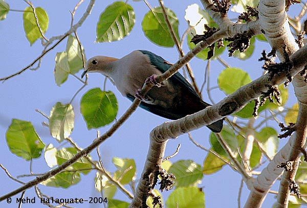 Green Imperial-Pigeon (Rufous-naped) - ML731432