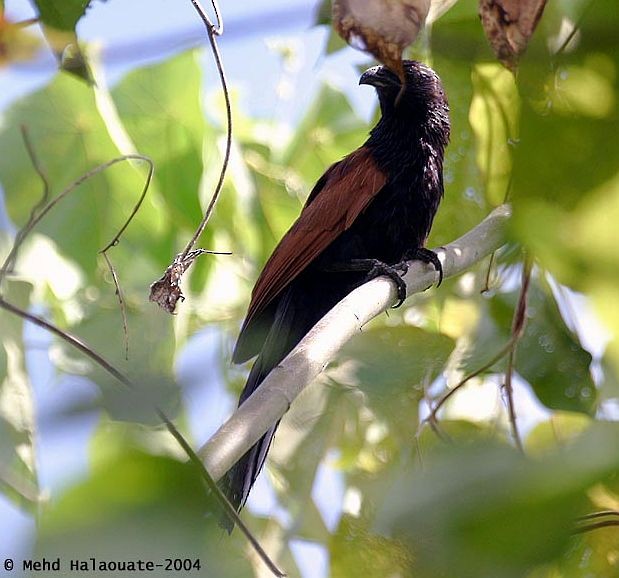 kukačka orientální - ML731433