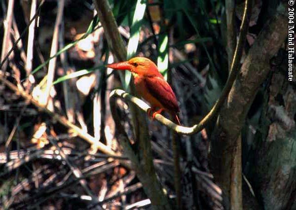 Ruddy Kingfisher - ML731434