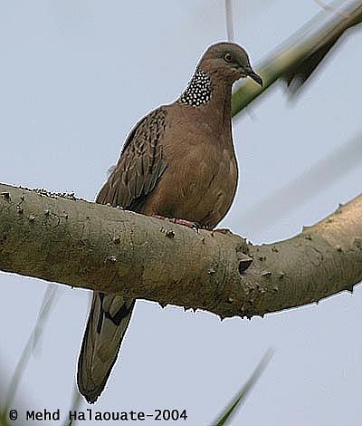 Spotted Dove (Eastern) - ML731435