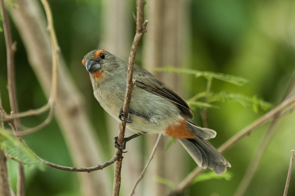 Greater Antillean Bullfinch - Scott Fischer