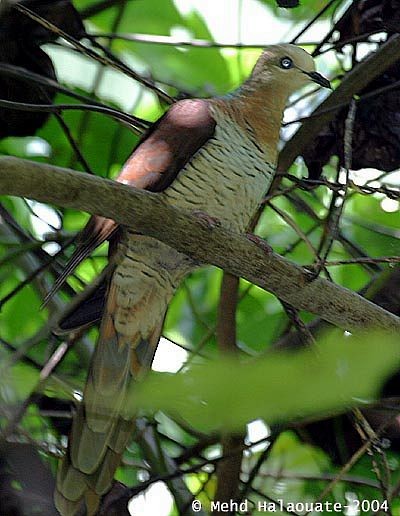 Sultan's Cuckoo-Dove (Sulawesi) - ML731436