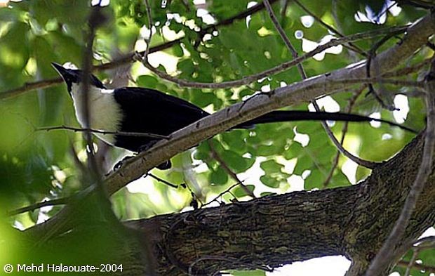 špaček bělokrký (ssp. torquata) - ML731437