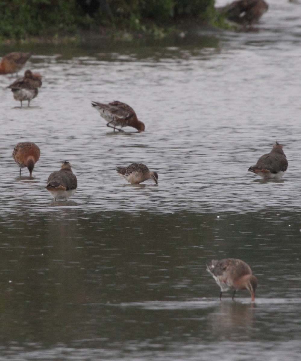 Long-billed Dowitcher - ML73143731