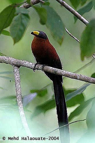 Yellow-billed Malkoha - ML731438