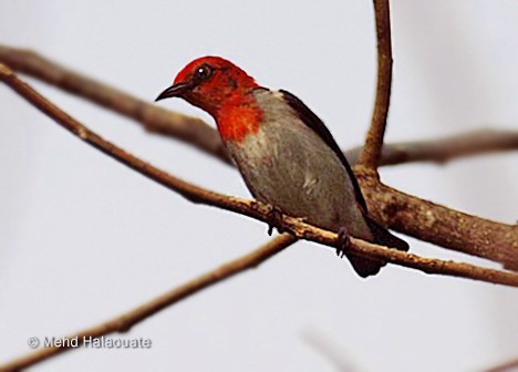 Scarlet-headed Flowerpecker - ML731439