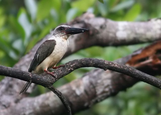 Great-billed Kingfisher - Peter Ericsson