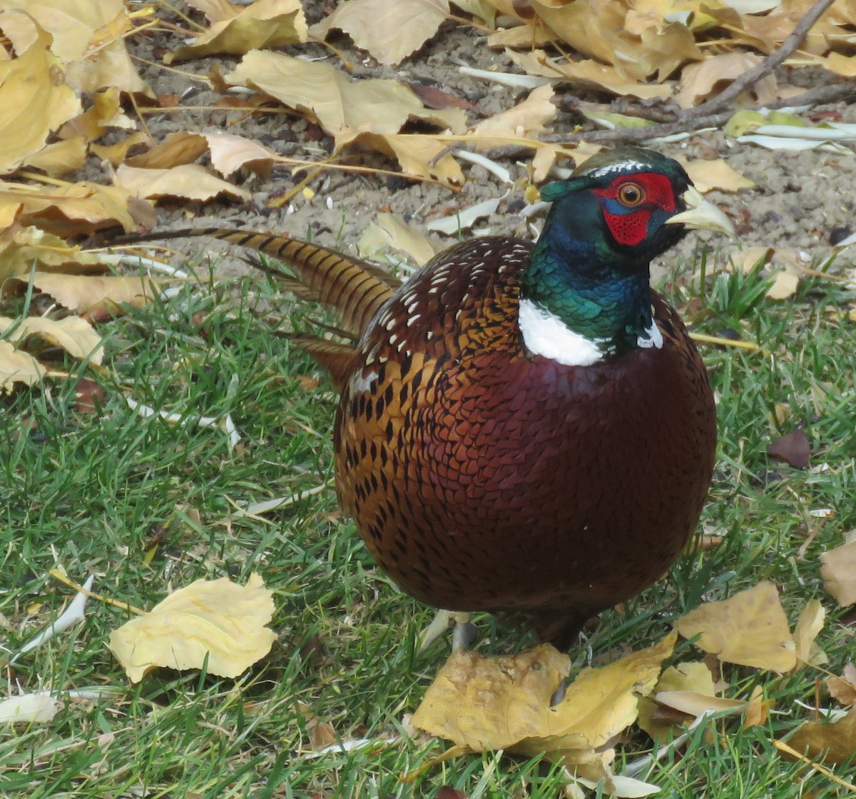 Ring-necked Pheasant - ML73146101