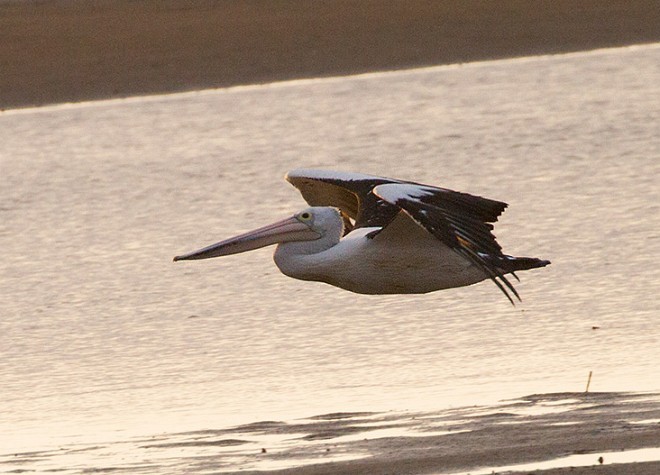 Australian Pelican - ML731462