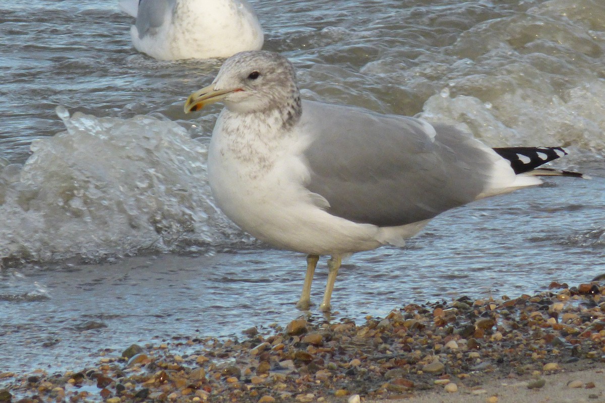 Gaviota Californiana - ML73146291