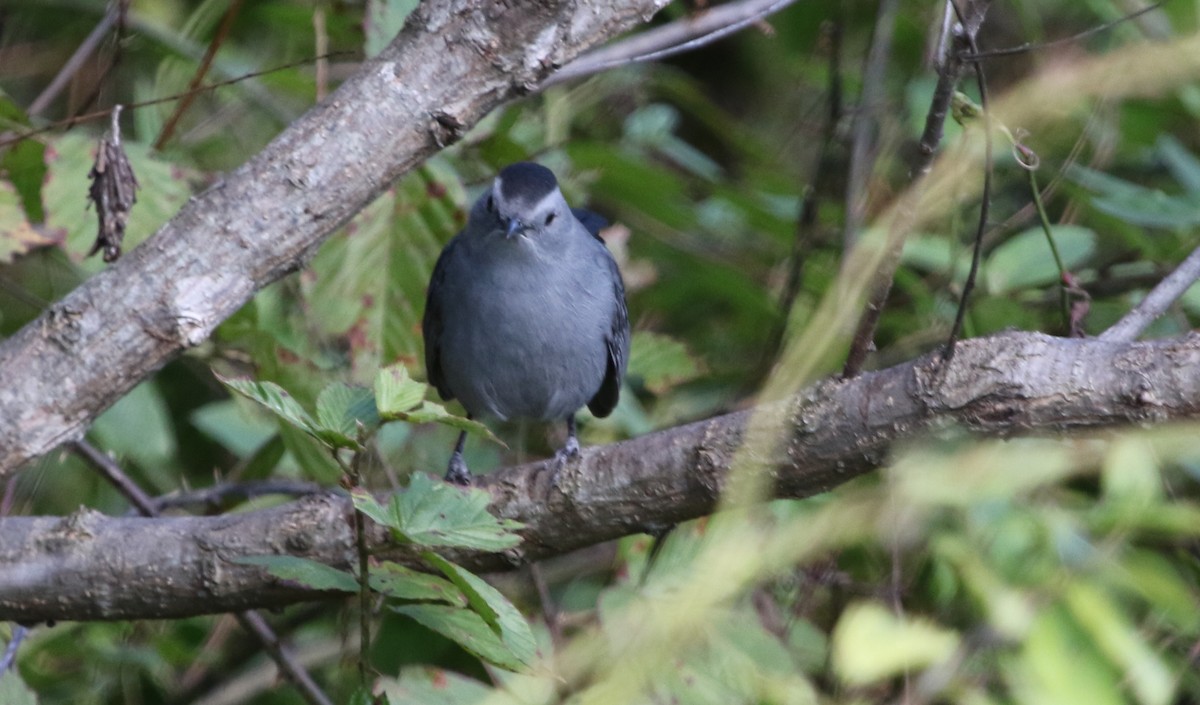 Gray Catbird - ML73146821
