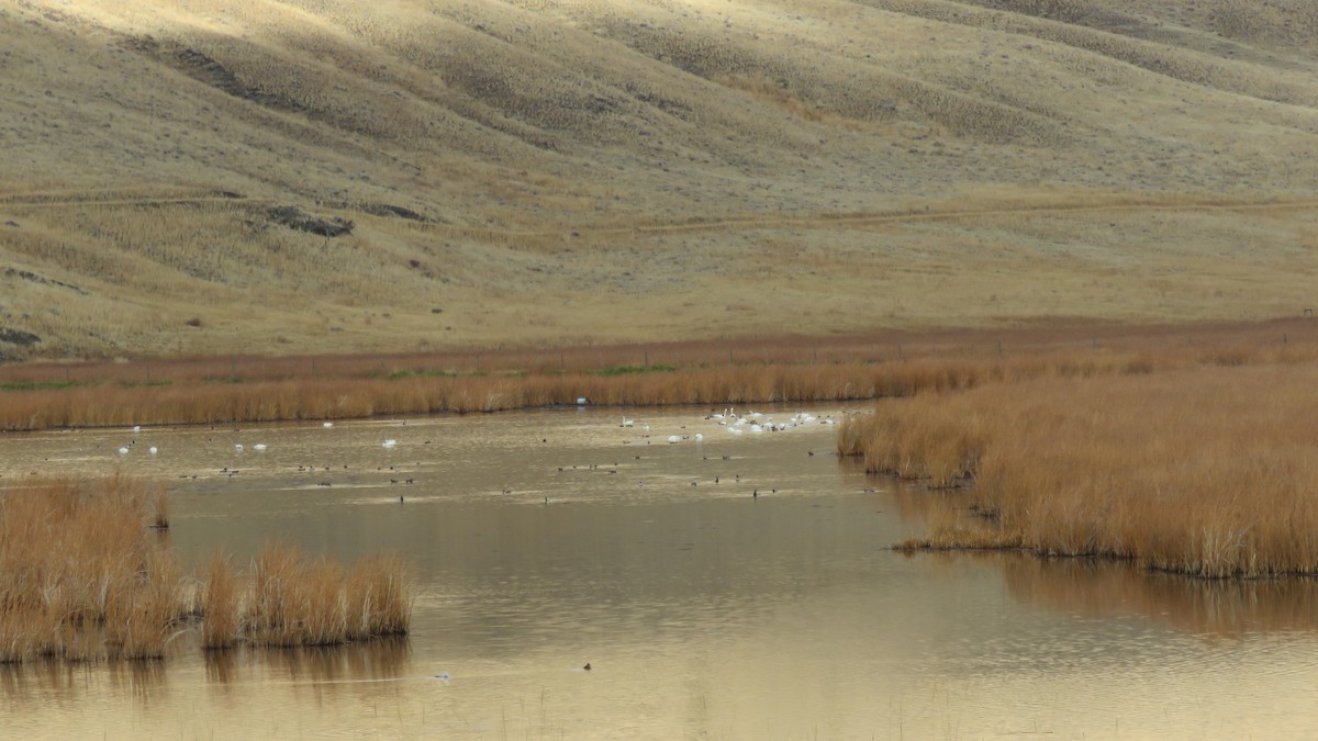 Tundra Swan - ML73146981