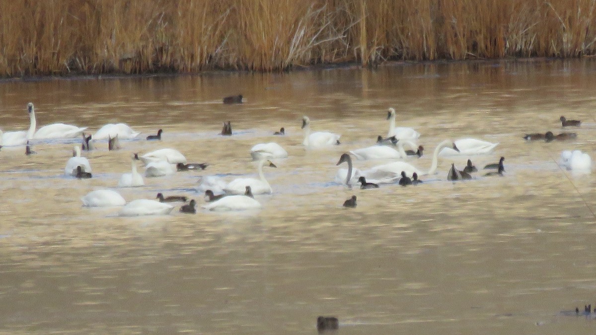 Tundra Swan - ML73147031