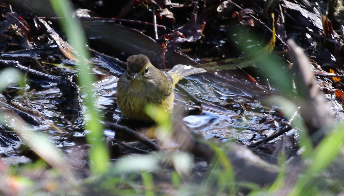 Palm Warbler - ML73147111