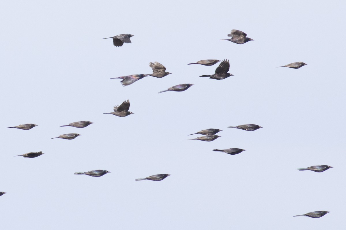 Common Grackle - David Brown