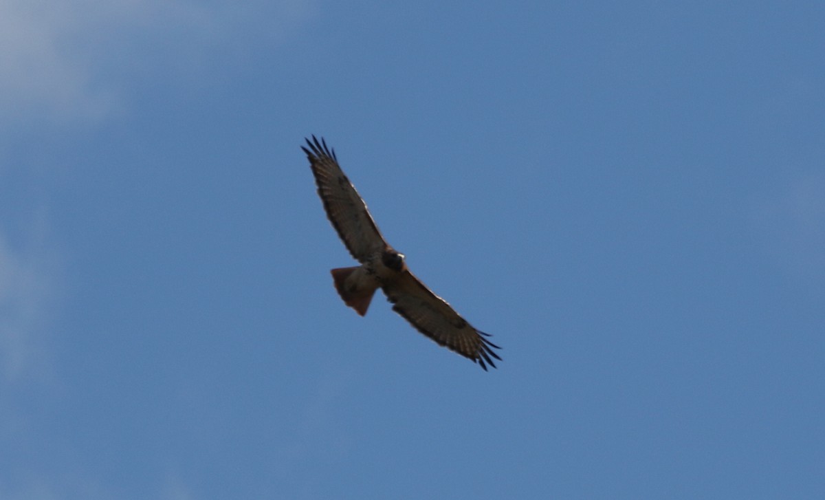 Red-tailed Hawk - ML73147971