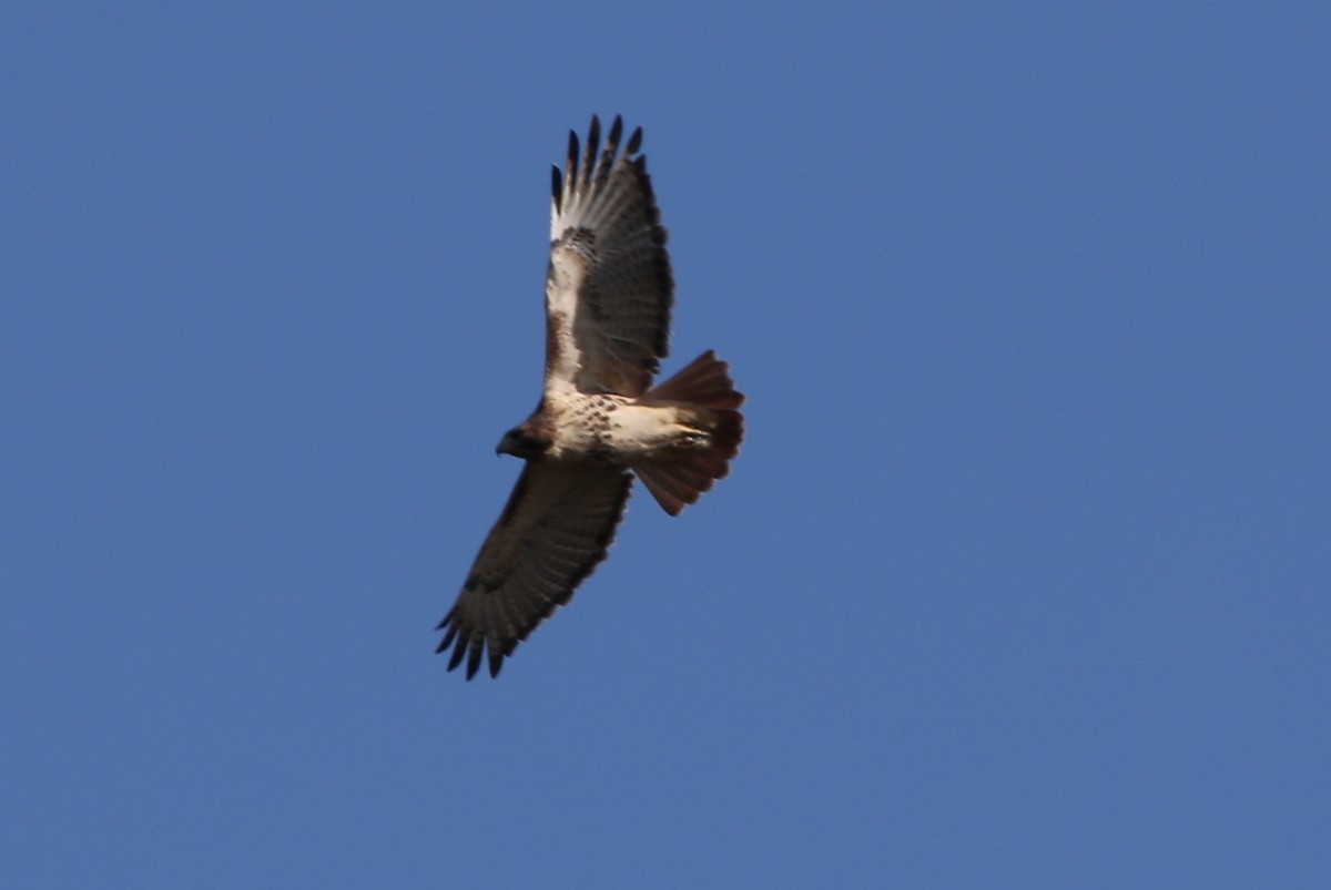 Red-tailed Hawk - ML73148381