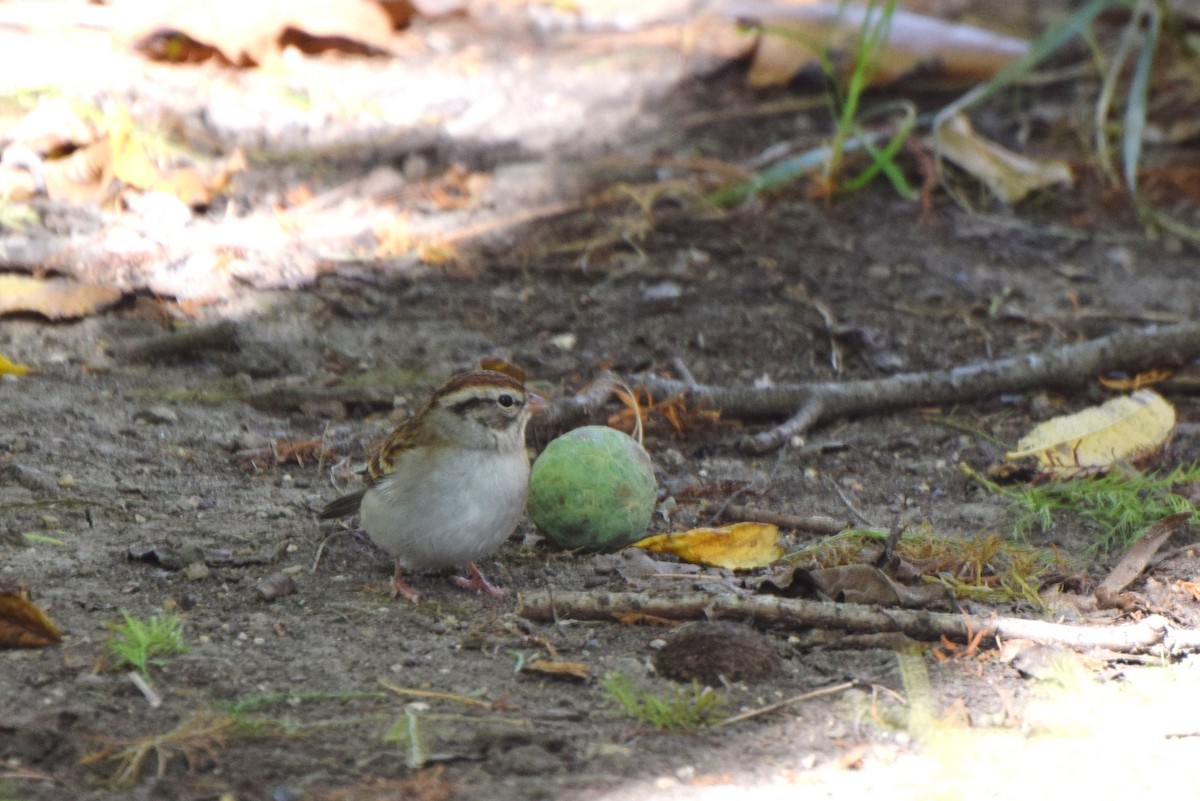 Chipping Sparrow - irina shulgina