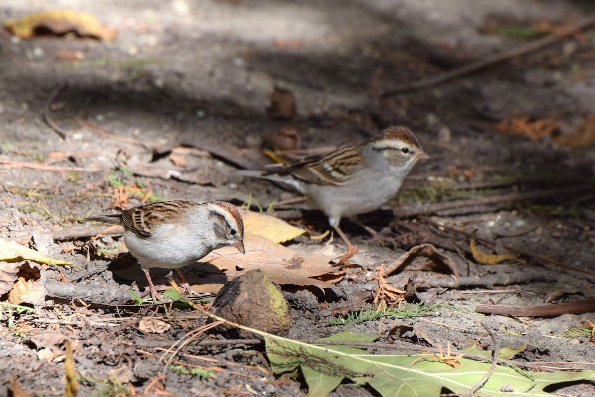 Chipping Sparrow - irina shulgina