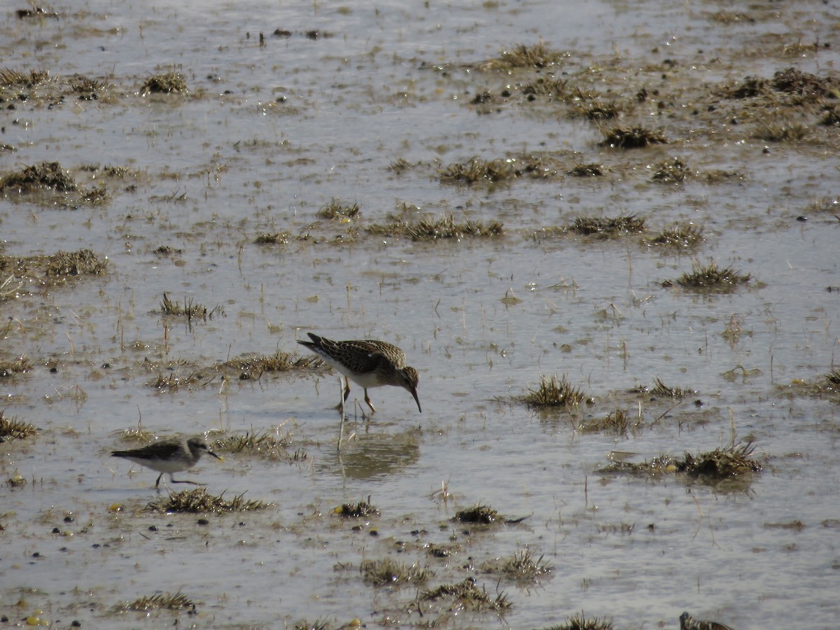 Pectoral Sandpiper - ML73149531