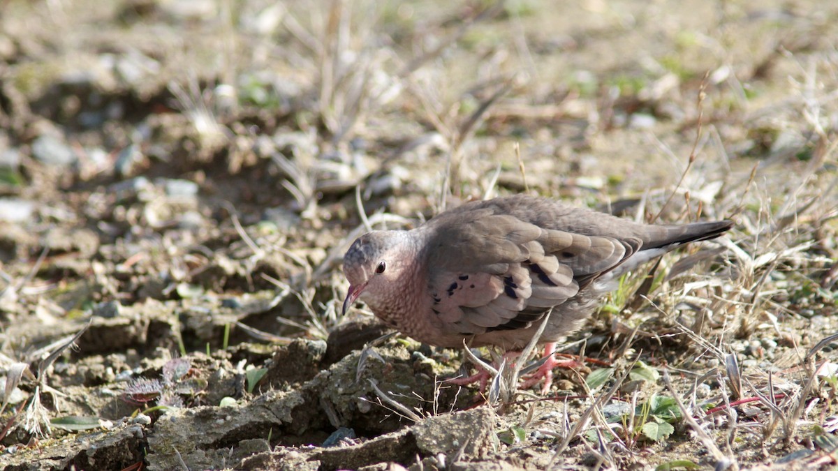 Common Ground Dove - ML73150421