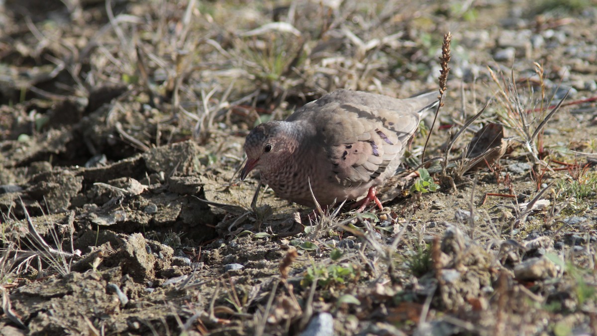 Common Ground Dove - ML73150431