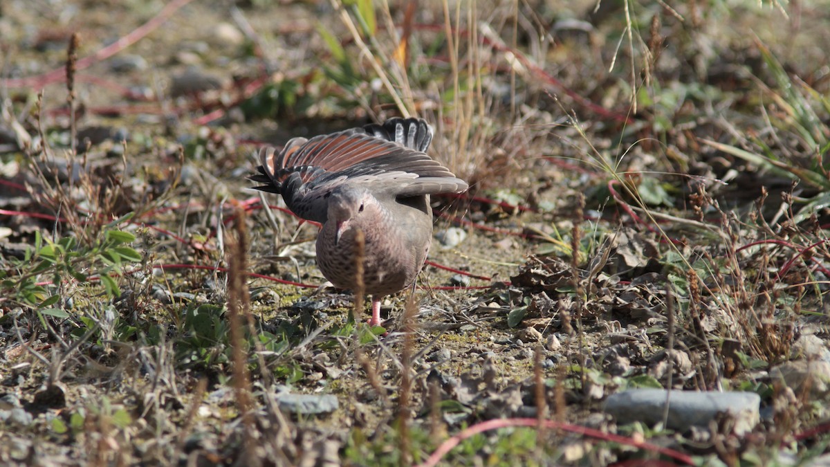 Common Ground Dove - ML73150451