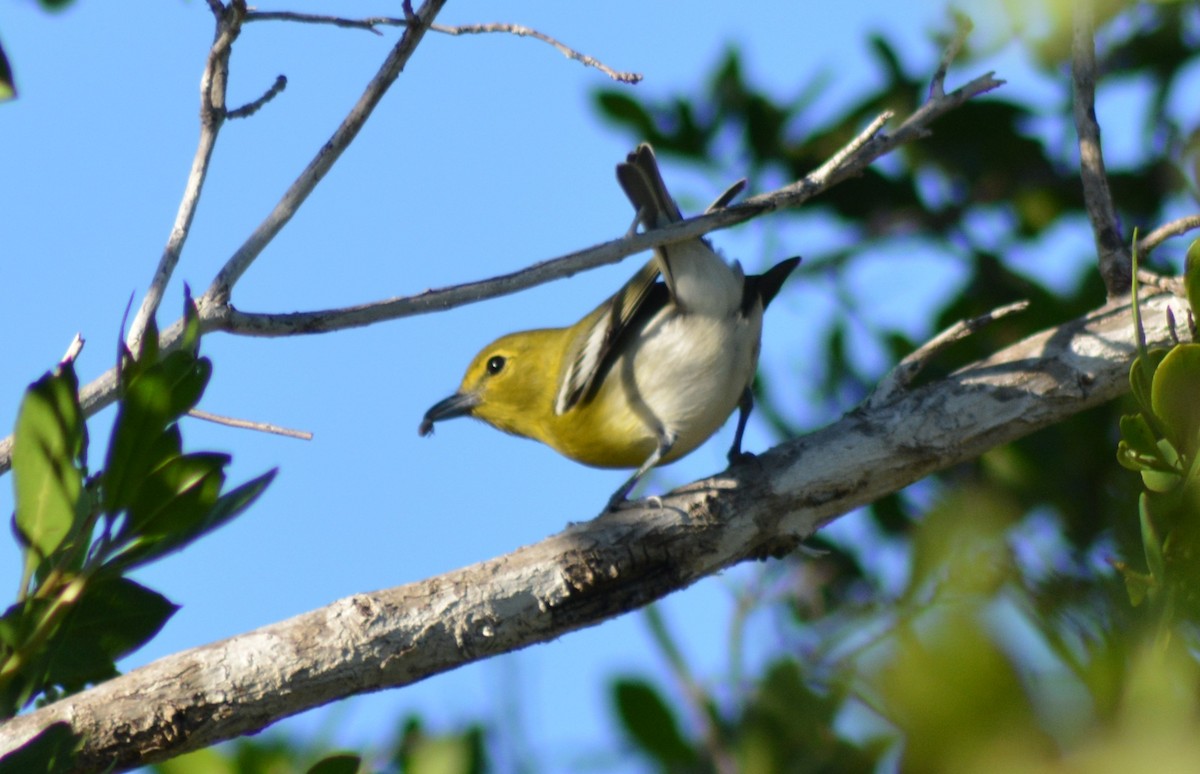 Yellow-throated Vireo - ML73151981