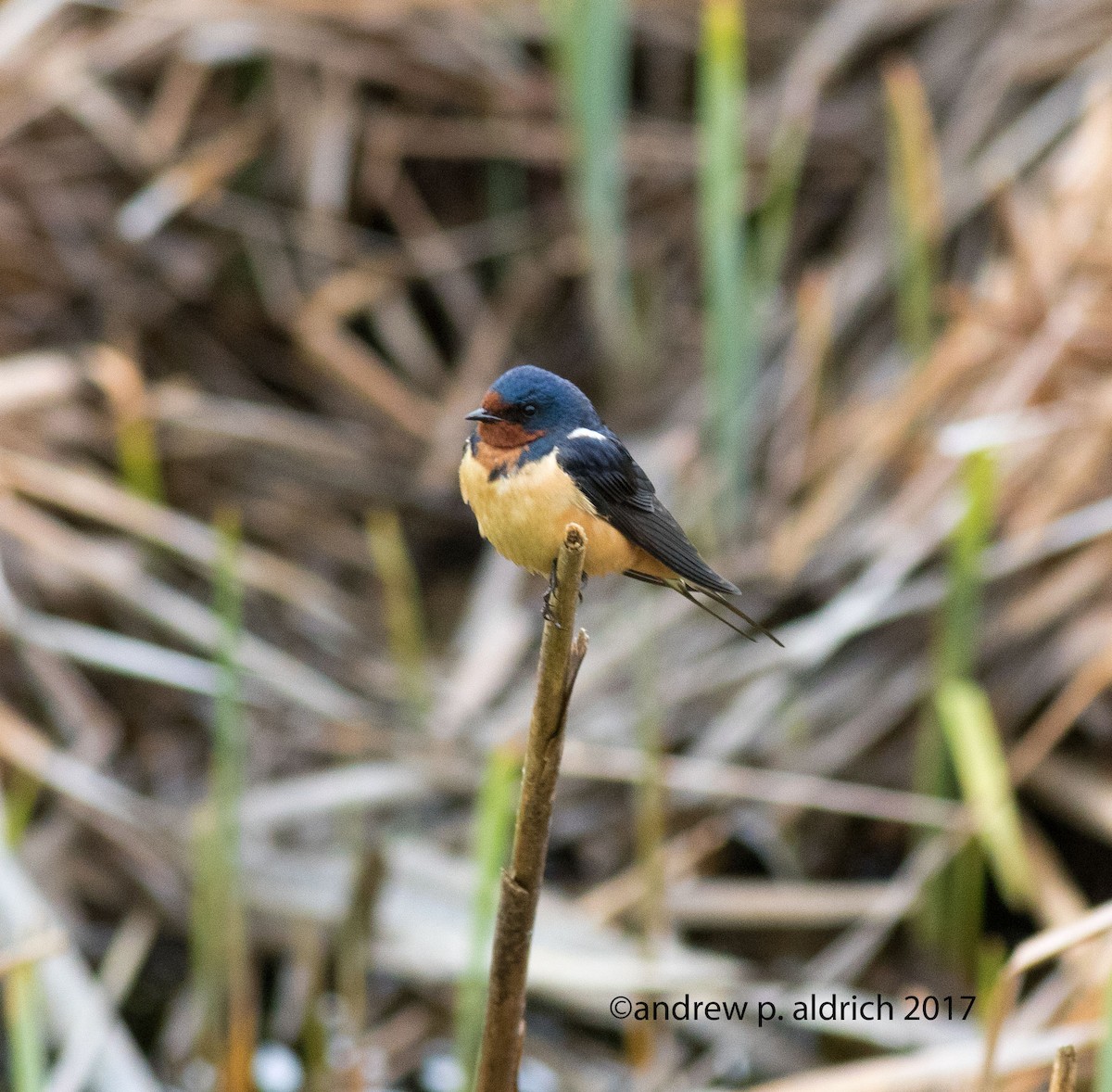 Barn Swallow - andrew aldrich