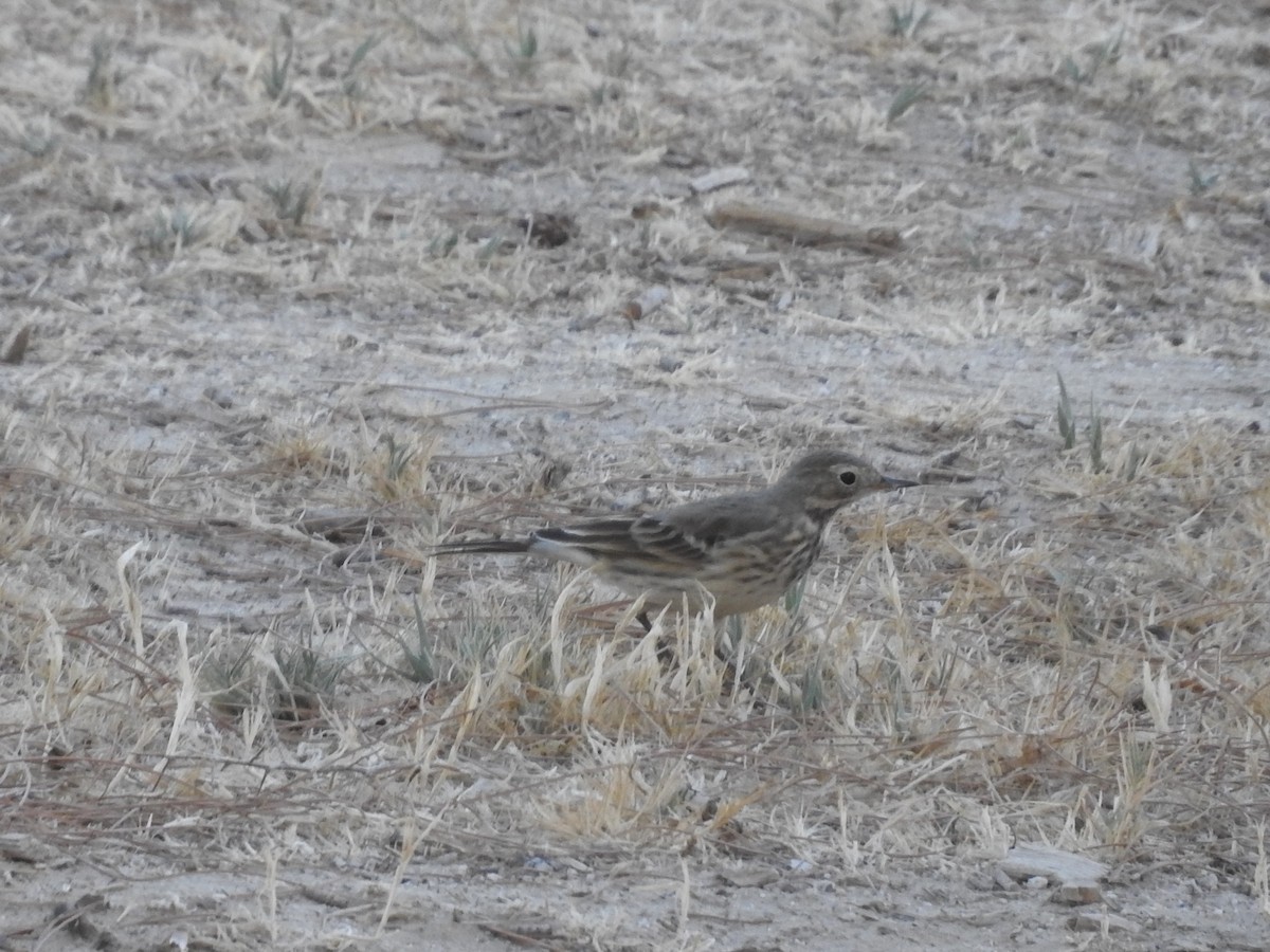 American Pipit - Chris Dean