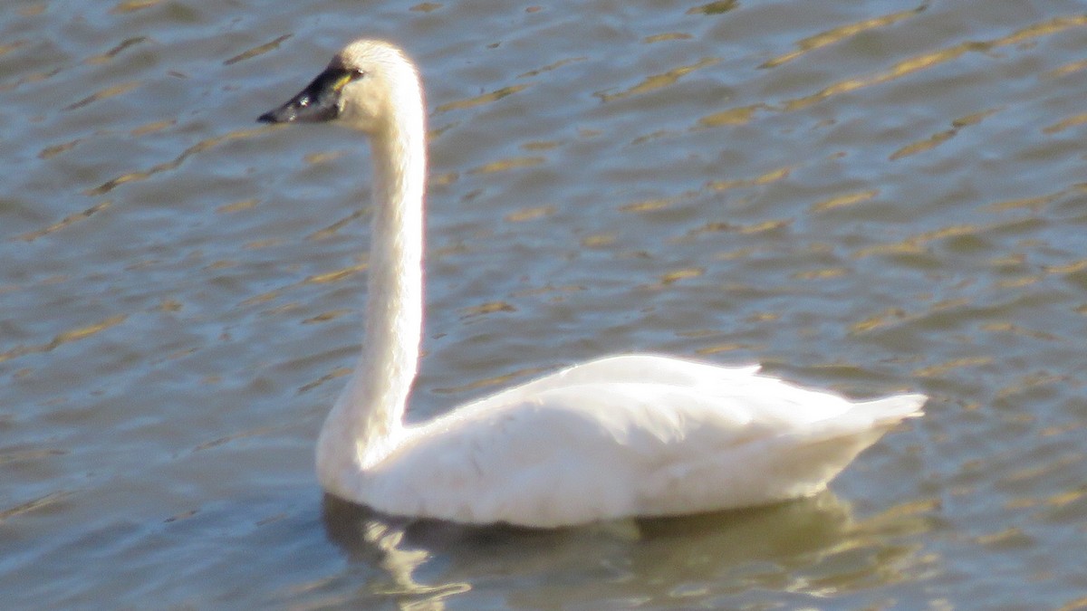 Tundra Swan - ML73153221