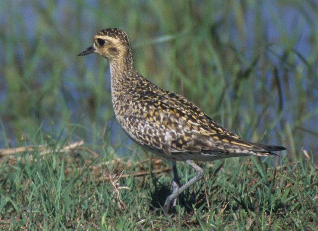 Pacific Golden-Plover - ML731539