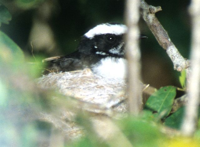 White-browed Fantail - ML731540