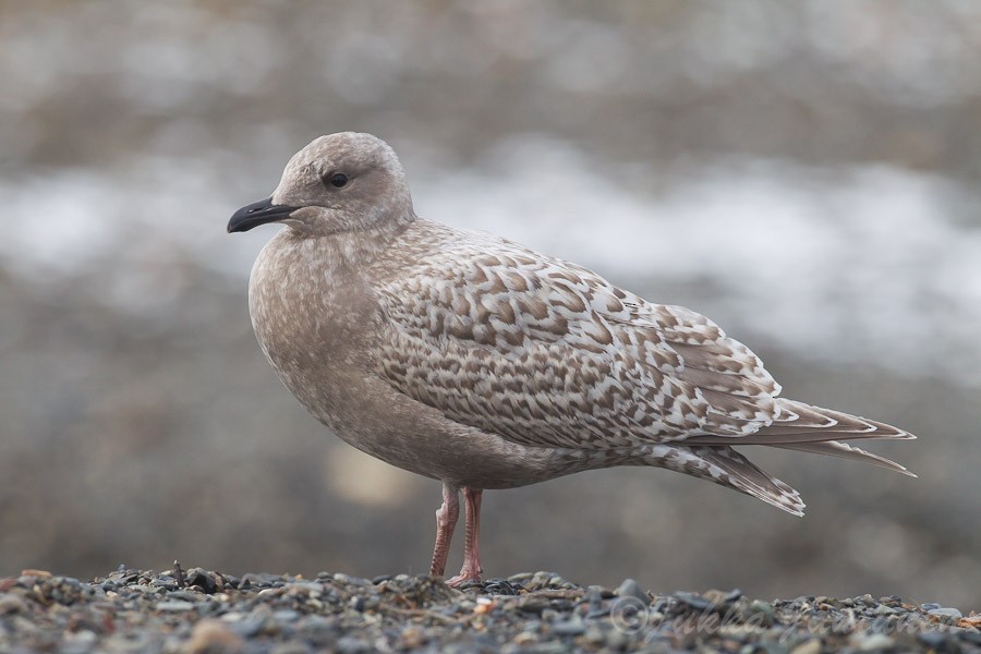 Iceland Gull (Thayer's) - Jukka Jantunen
