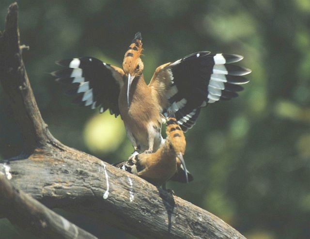 Common Hoopoe - ML731541