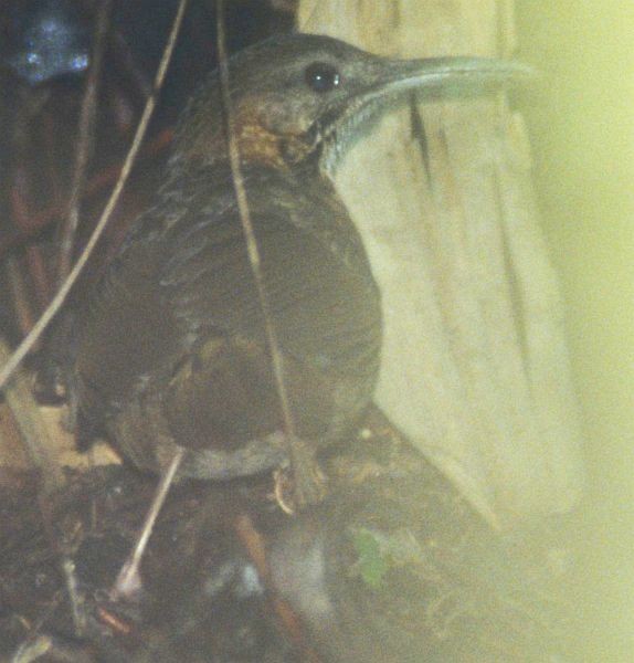 Short-tailed Scimitar-Babbler - ML731542
