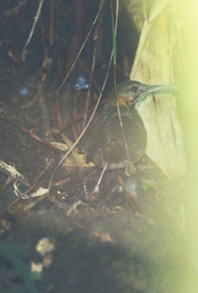 Short-tailed Scimitar-Babbler - ML731543