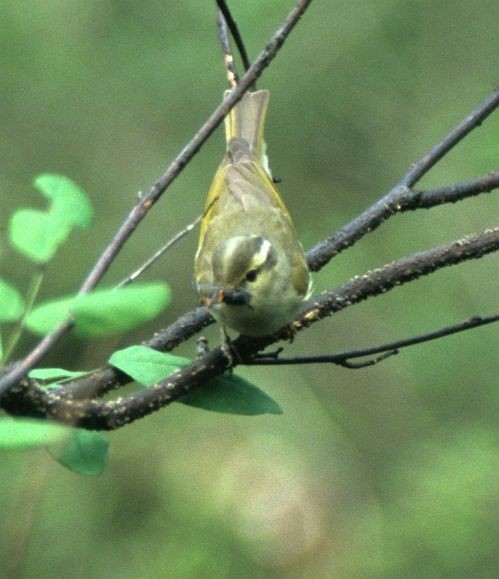 Western Crowned Warbler - ML731544
