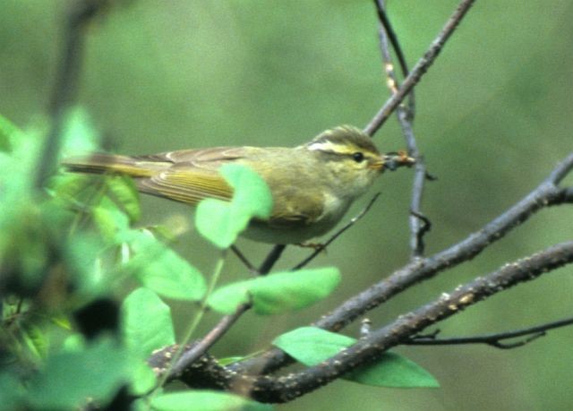 Western Crowned Warbler - ML731545