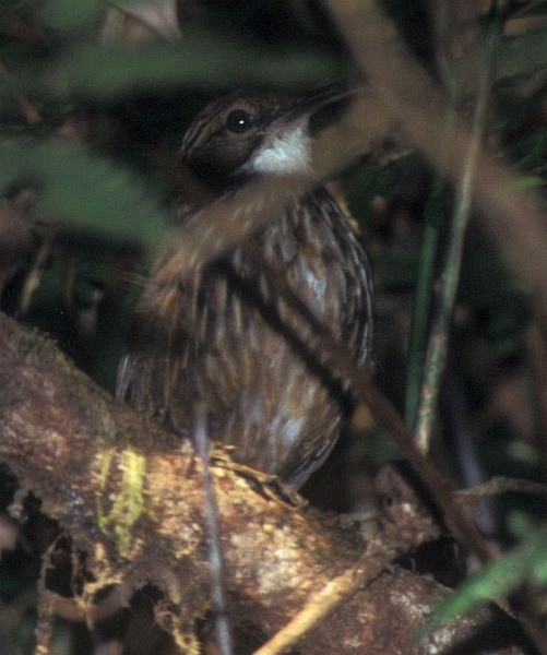 White-throated Wren-Babbler - ML731546