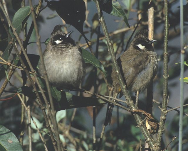 Himalayan Bulbul - ML731547