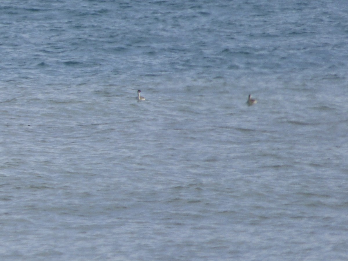 Horned Grebe - ML73154781