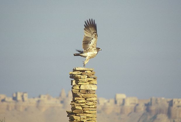 Tawny Eagle - ML731548