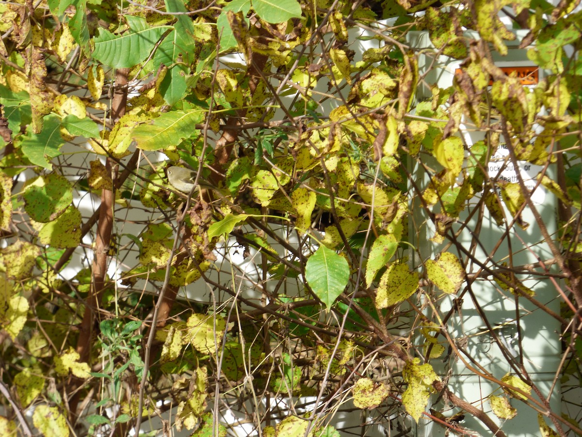 Ruby-crowned Kinglet - ML73154831
