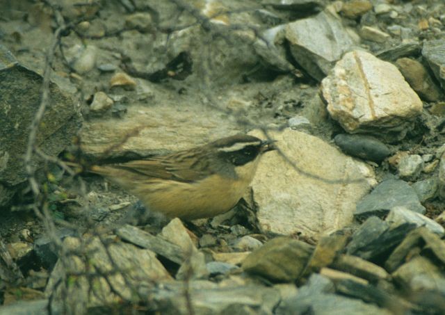 Brown Accentor - ML731549