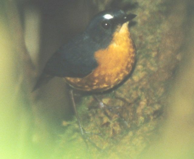 Rusty-bellied Shortwing - ML731550
