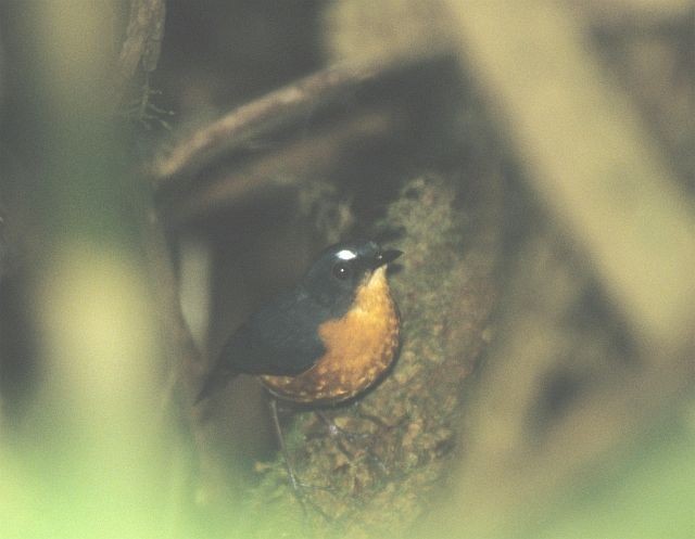 Rusty-bellied Shortwing - ML731551